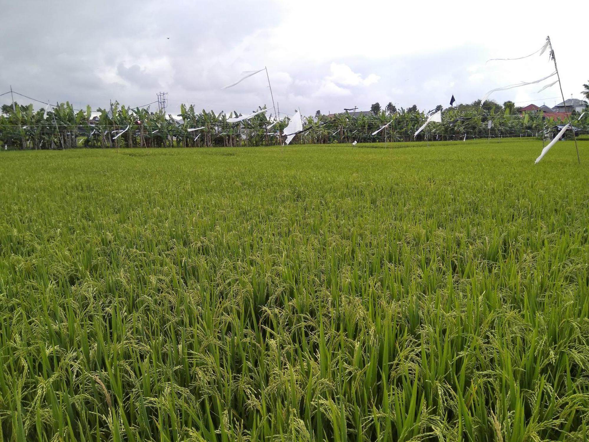 Umah Watu Villas Seminyak Buitenkant foto